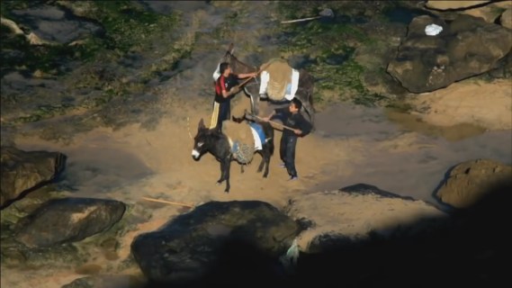 sandwar-bombay-donkey1